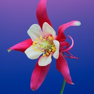 Meet your Posher, Eva